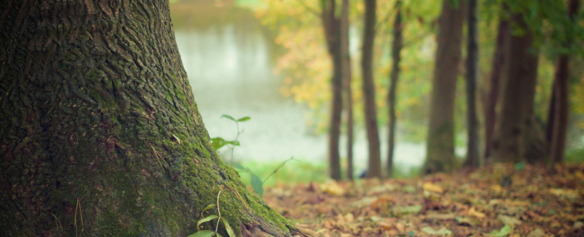 Waldfriedhof Wasserbuche Waldsolms
